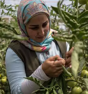 Eine Frau im Tomatenfeld, Libanon 2020.